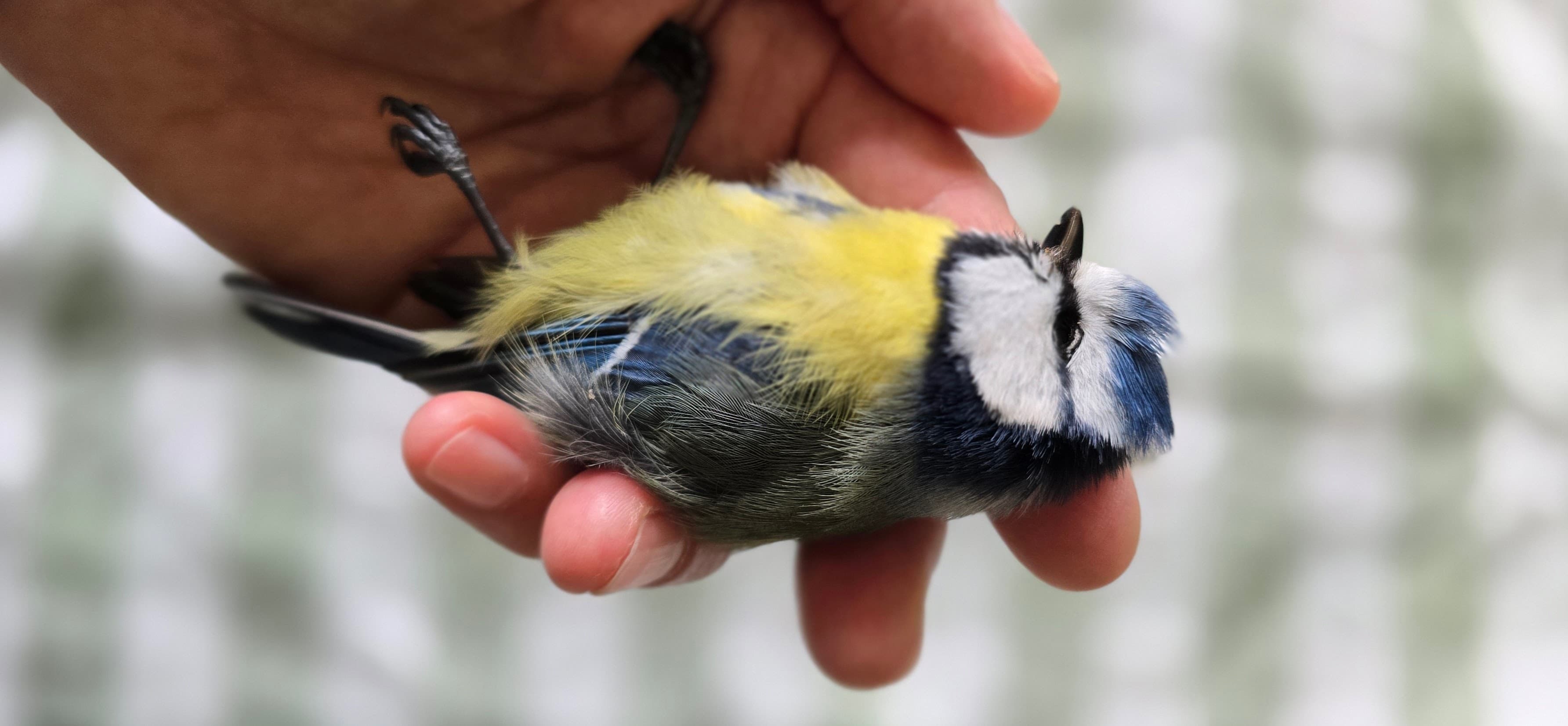 Et lite liv i hånden